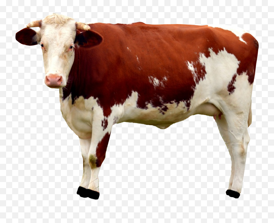 Cow Png Image - Cow Png Emoji,Cow Png