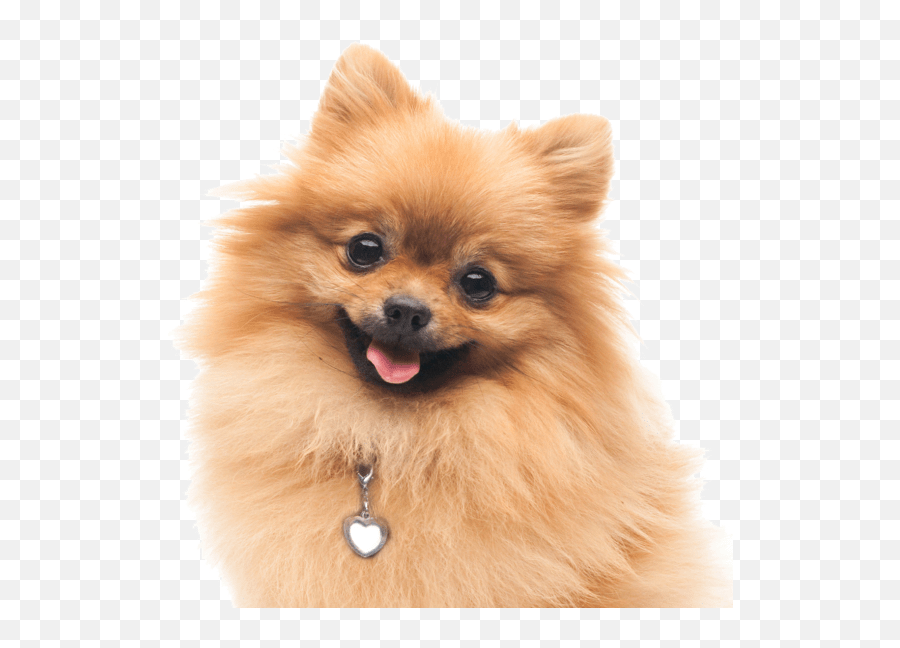 White Dog Png - Pomeranian Puppies Dogs Search Cute Pomeranian Png Transparent Emoji,Pomeranian Clipart