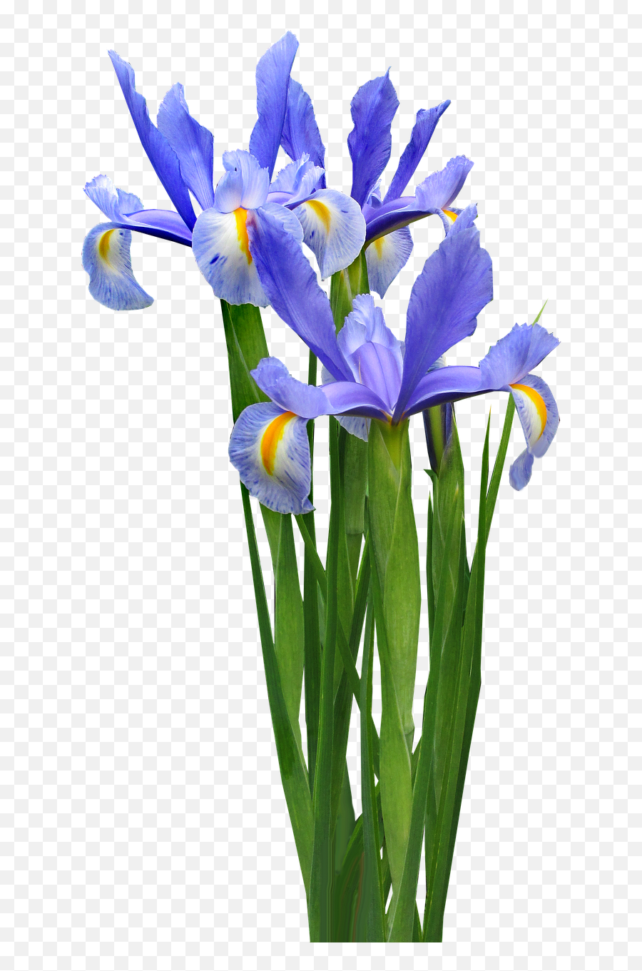 Transparent Iris Flower Png Png Image Emoji,Iris Flower Png