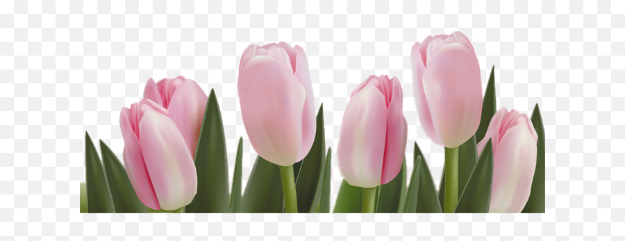 Tulip Png Images Transparent Background Png Play - Pink Tulip Flower Png Emoji,Tulip Clipart