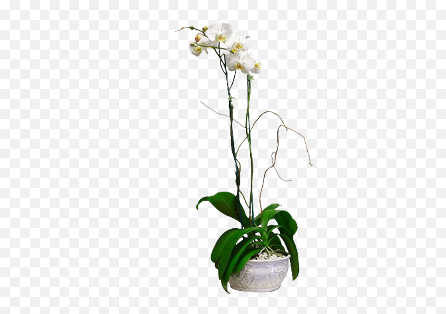 Orchids U0026 Curly Willow Flowers Seffner Fl - Brandonu0027s Best Emoji,Orchid Transparent Background