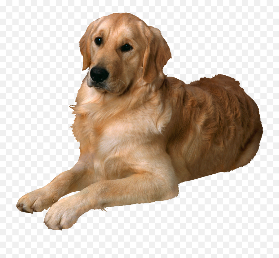 Dog Png - Golden Retriever Laying Down Transparent Background Emoji,Dog Png
