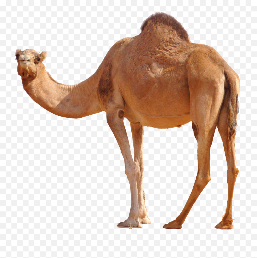 Camel Clipart Free Download Transparent Png Creazilla - Camel Clipart Emoji,? Clipart