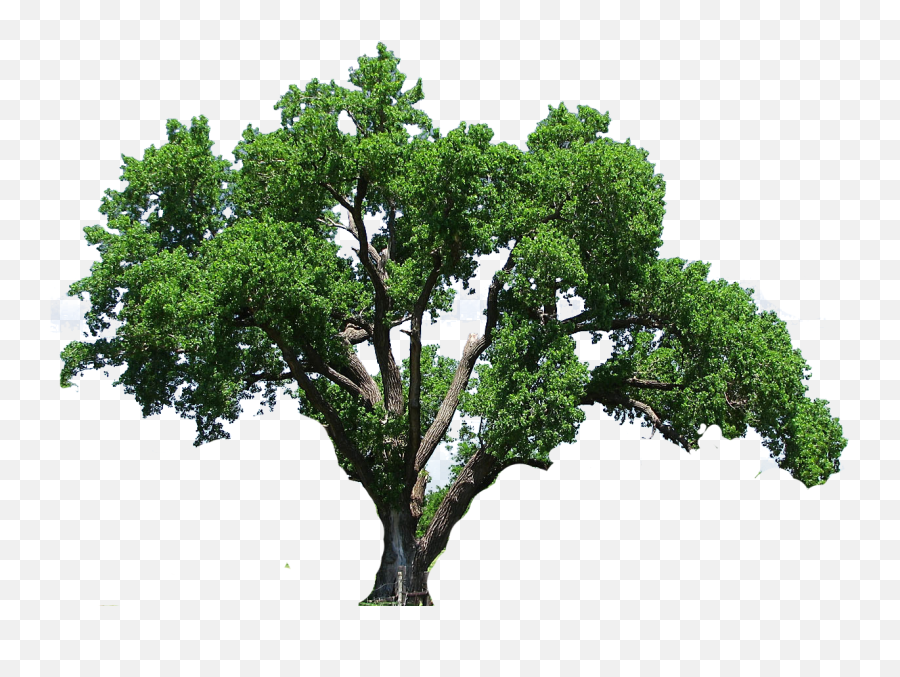 Elm Tree Clipart - Huge Live Oak Tree Png Emoji,Oaktree Clipart