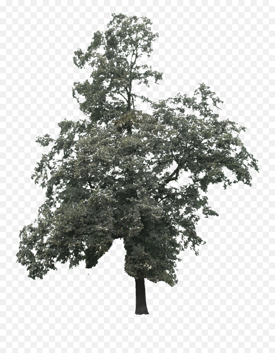 Big Old Linden Free Cut Out People Trees And Leaves Emoji,Tall Tree Png