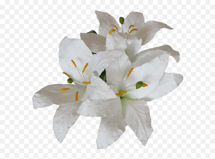 Easter 2020 Wholesale - Hoh Emoji,Lilies Png