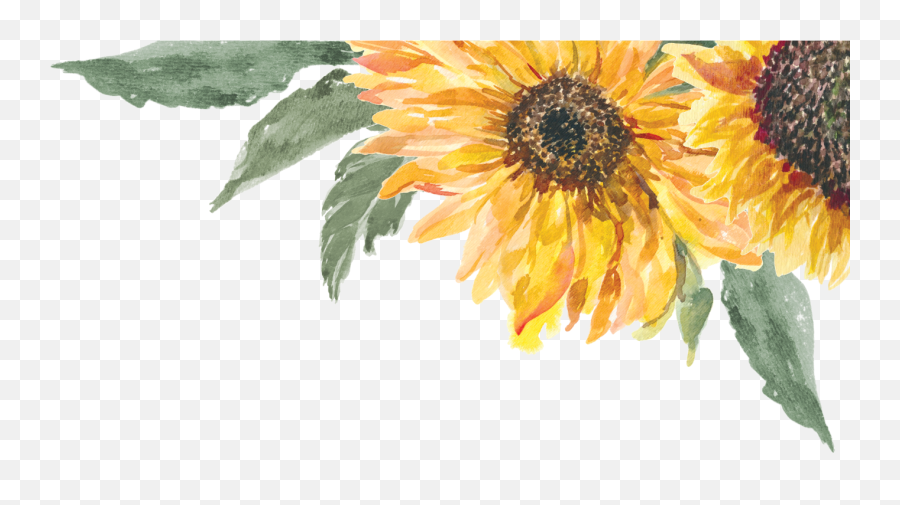 Tallissa Ferguson And Duke Windomu0027s Wedding Website - The Knot Emoji,Watercolor Sunflower Png