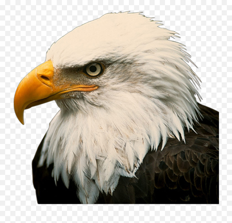 Reward Offered In Killing Of Bald Eagle - Wdef Emoji,Eagle Transparent Background
