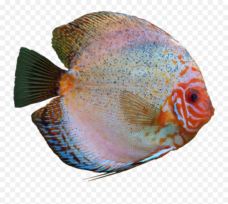 Discus Fish Cichlid Aquarium Png Image - Aquarium Fish Hd Png Emoji,Fish Transparent Background