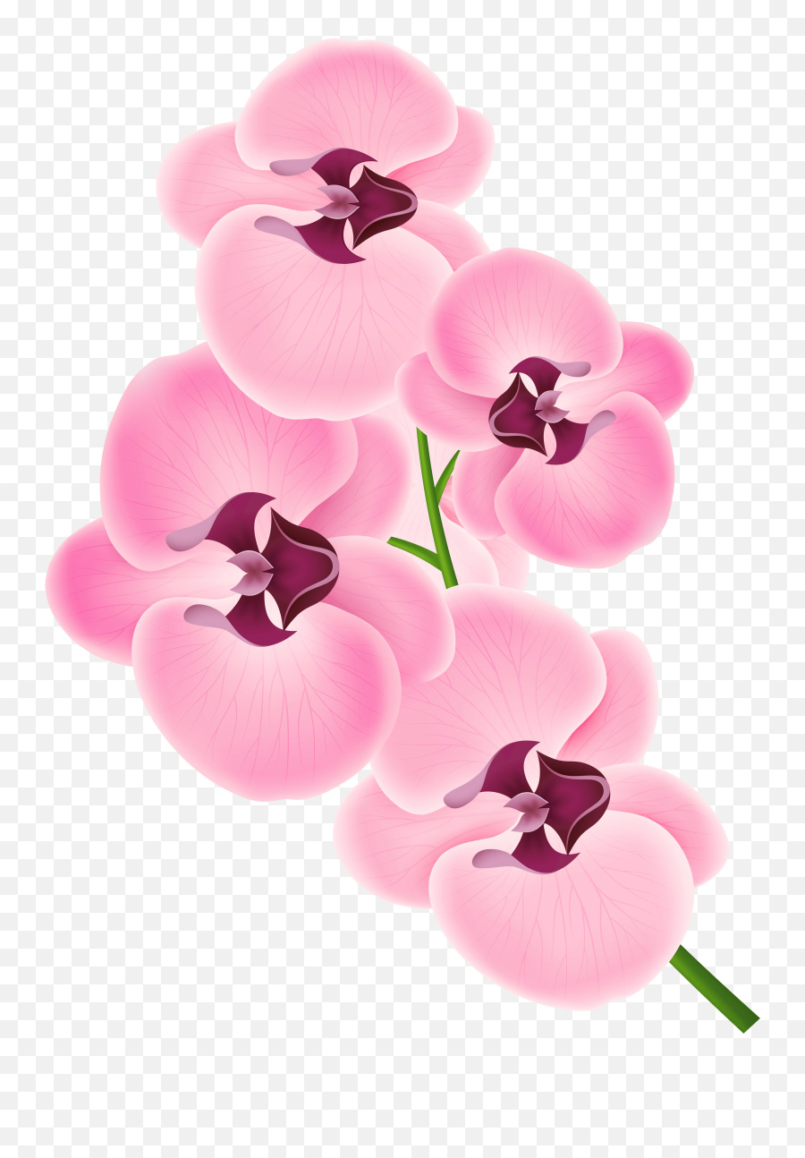 Pink Orchid Clipart Png Transparent Png - Transparent Background Orchid Clipart Emoji,Spa Clipart