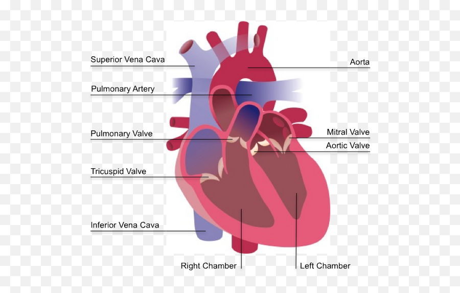 Heart In Cross Sections Emoji,Human Heart Png