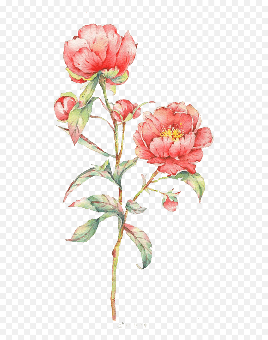 Pink Rose Flower Illustration Watercolor Flowers Watercolor - Rose Watercolour Drawing Png Emoji,Peony Clipart