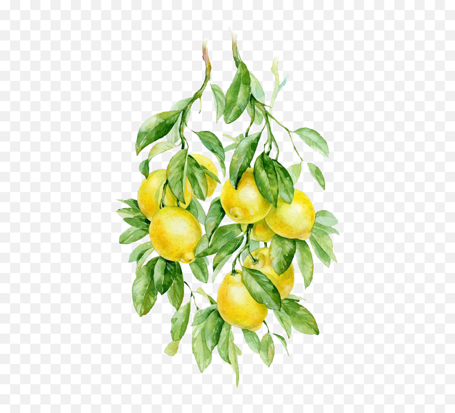 Watercolor Lemon Transparent Background Emoji,Lemon Transparent Background