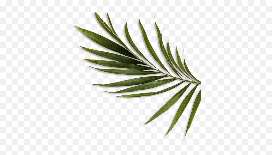 Download Hd Feuille Decoration - Feuille Jungle Transparent Feuille Jungle Png Emoji,Jungle Png