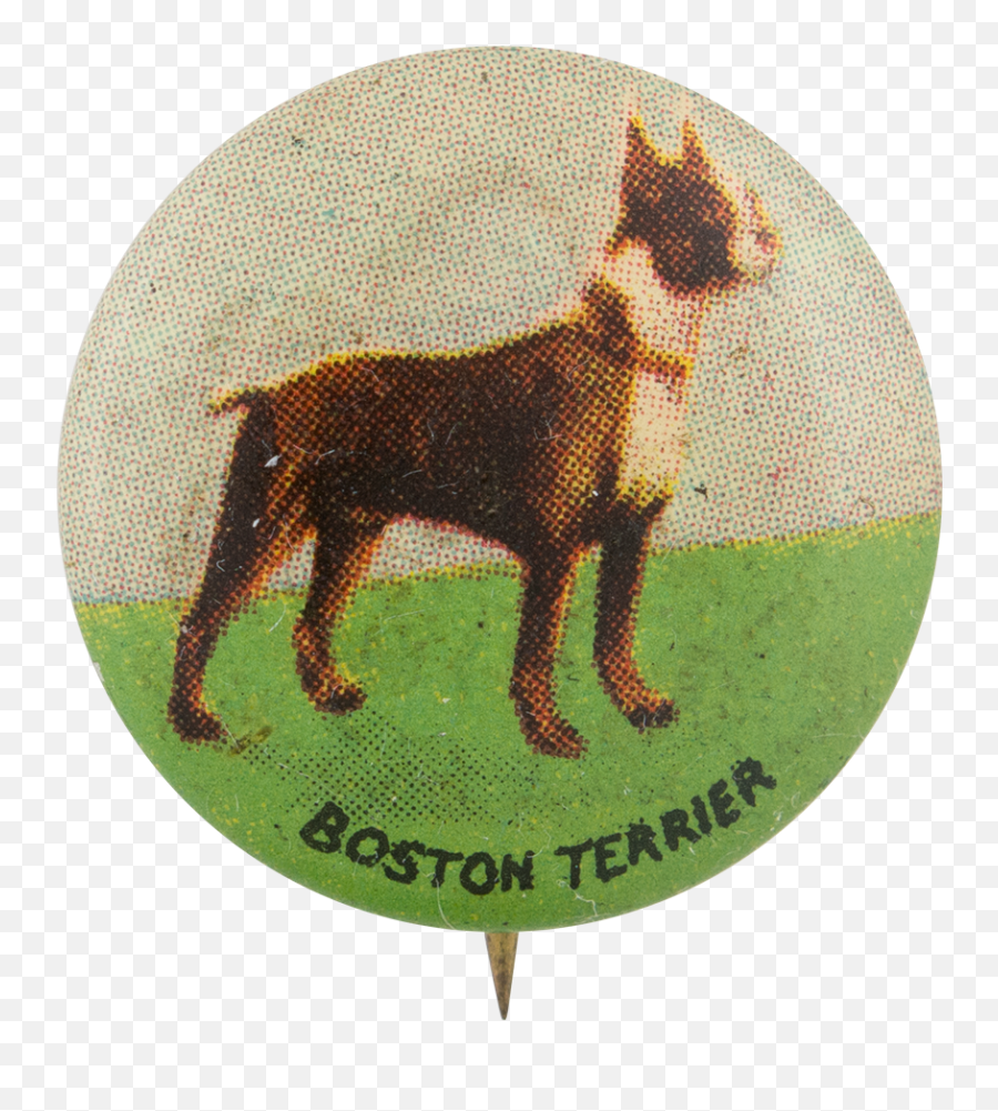 Boston Terrier Busy Beaver Button Museum Emoji,Boston Terrier Png