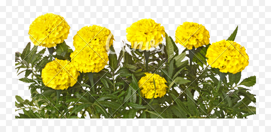 Download Yellow Marigold Flowers And Leaves Isolated On Emoji,Yellow Flowers Png