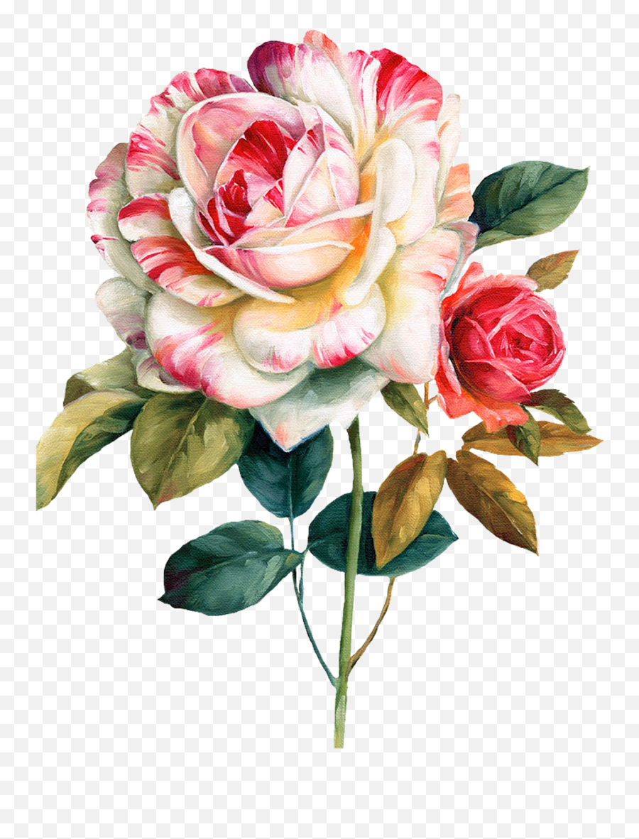 Pink And Red Roses Flower Watercolor Painting Floral Design Emoji,Rose Transparent