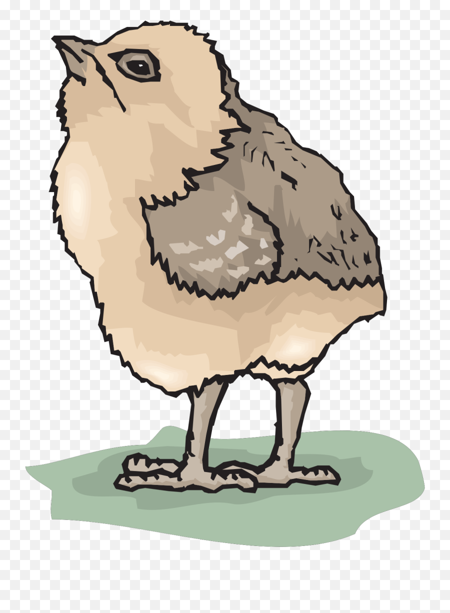 Chick Looking Up Svg Vector Chick Looking Up Clip Art - Svg Birds Emoji,Chick Clipart