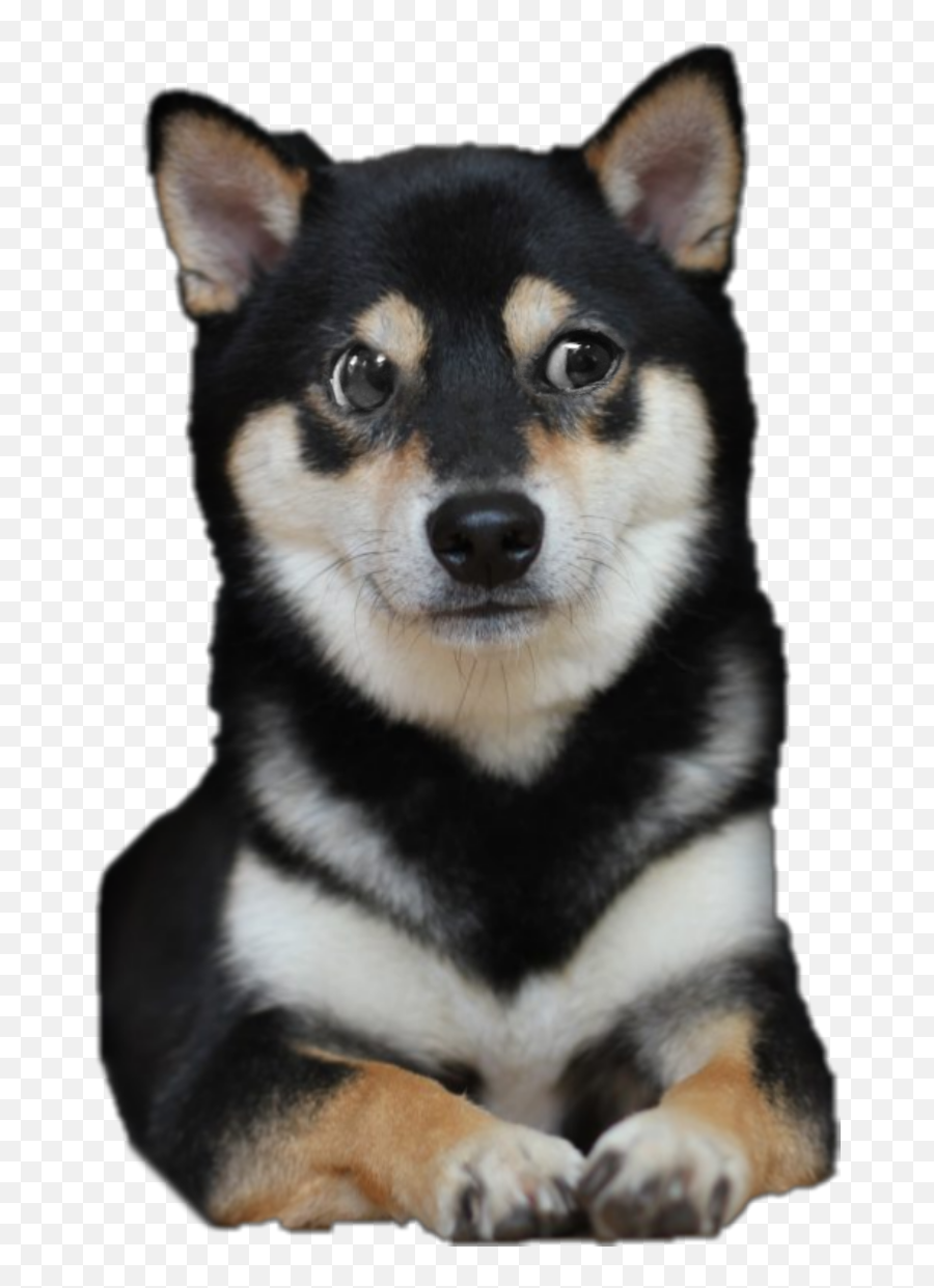 Doge Transparent Image - Vulnerable Native Breeds Emoji,Doge Transparent