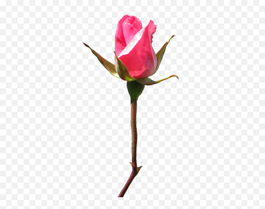 Beautiful Free Rose Clipart - Fresh Emoji,Pink Clipart