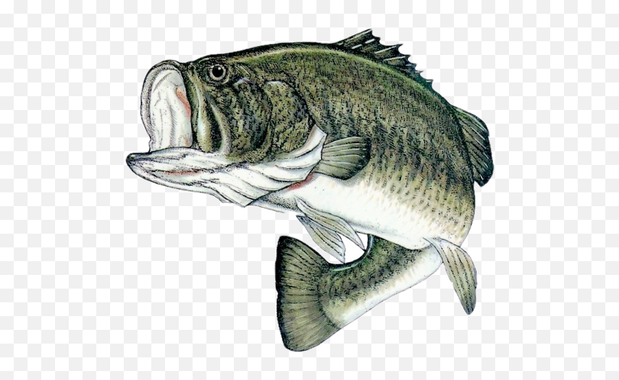 Bass Fish Png Clipart Images Gallery - Sea Bass Fish Png Emoji,Bass Fish Clipart