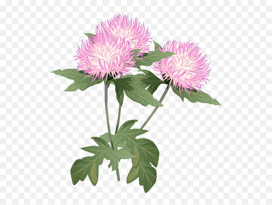 Summer Flowers - Thistle Flower Png Emoji,Tall Clipart