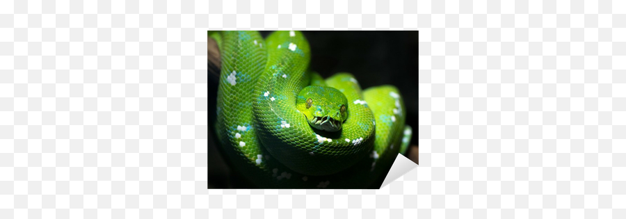 Green Snake Sticker Pixers - Green Snake Emoji,Green Snake Png