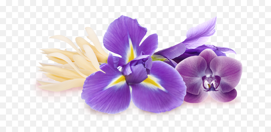 Download Purple Iris Flower Emoji,Iris Flower Png