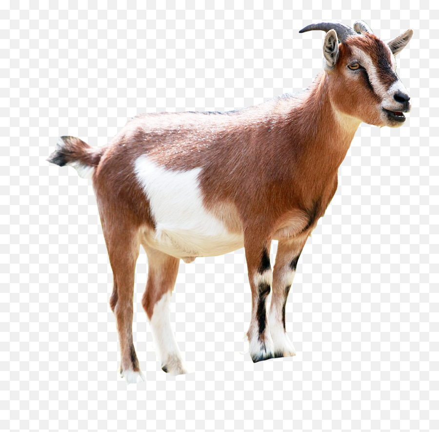 Goat Png Image Transparent Background - Transparent Background Goats Png Emoji,Goat Png