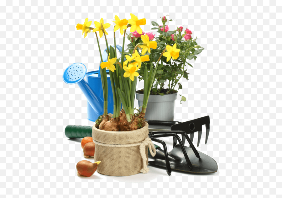 Gardening Flower Flowerpot Plant Clipart - Gardening Clipart Wild Daffodil Emoji,Plant Clipart