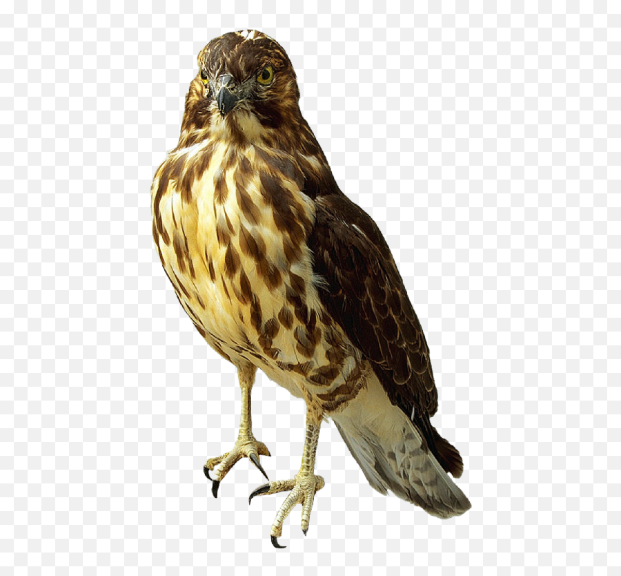 Download Prairie Falcon Clipart - Falcon Transparent Background Emoji,Falcon Clipart