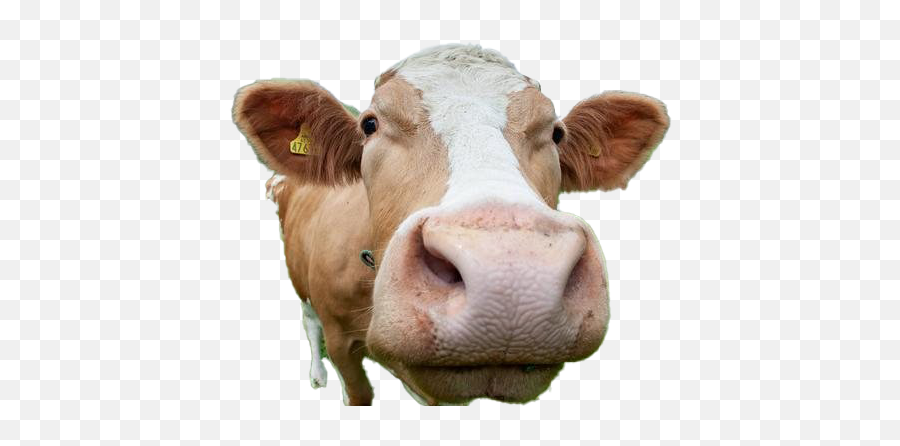 Cow Png Image - Cow Png Transparent Emoji,Cow Png