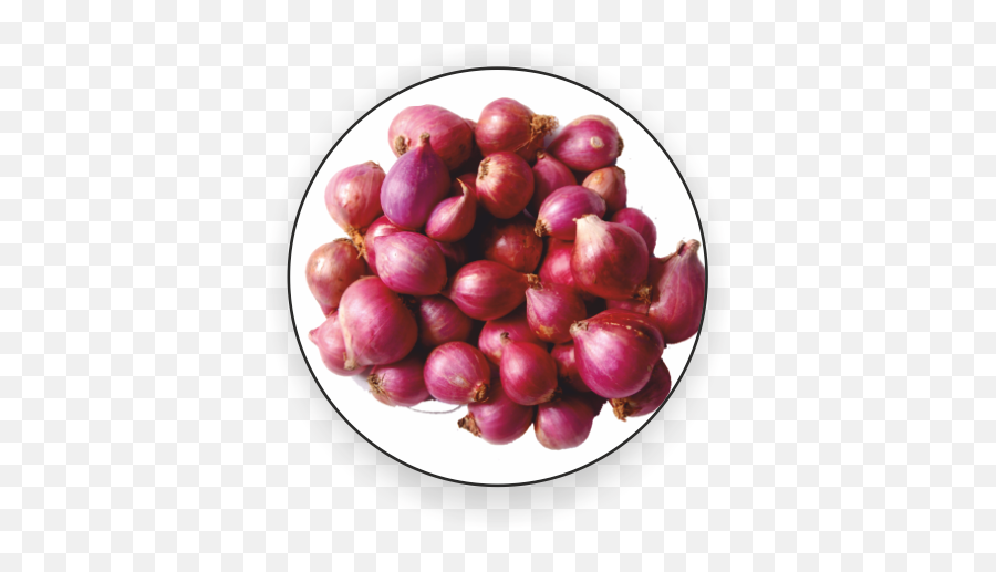 Download Small Onion Png Png Image With - Small Onion Emoji,Small Png