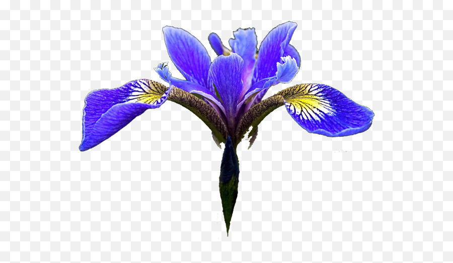 Blue Iris Flower Png Png Image With No Emoji,Iris Flower Png
