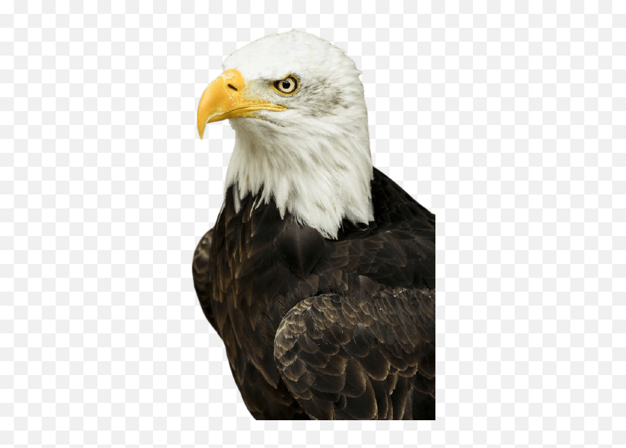 Best 81 Eagle Png Hd Transparent Background A1png Emoji,Eagle Transparent Background