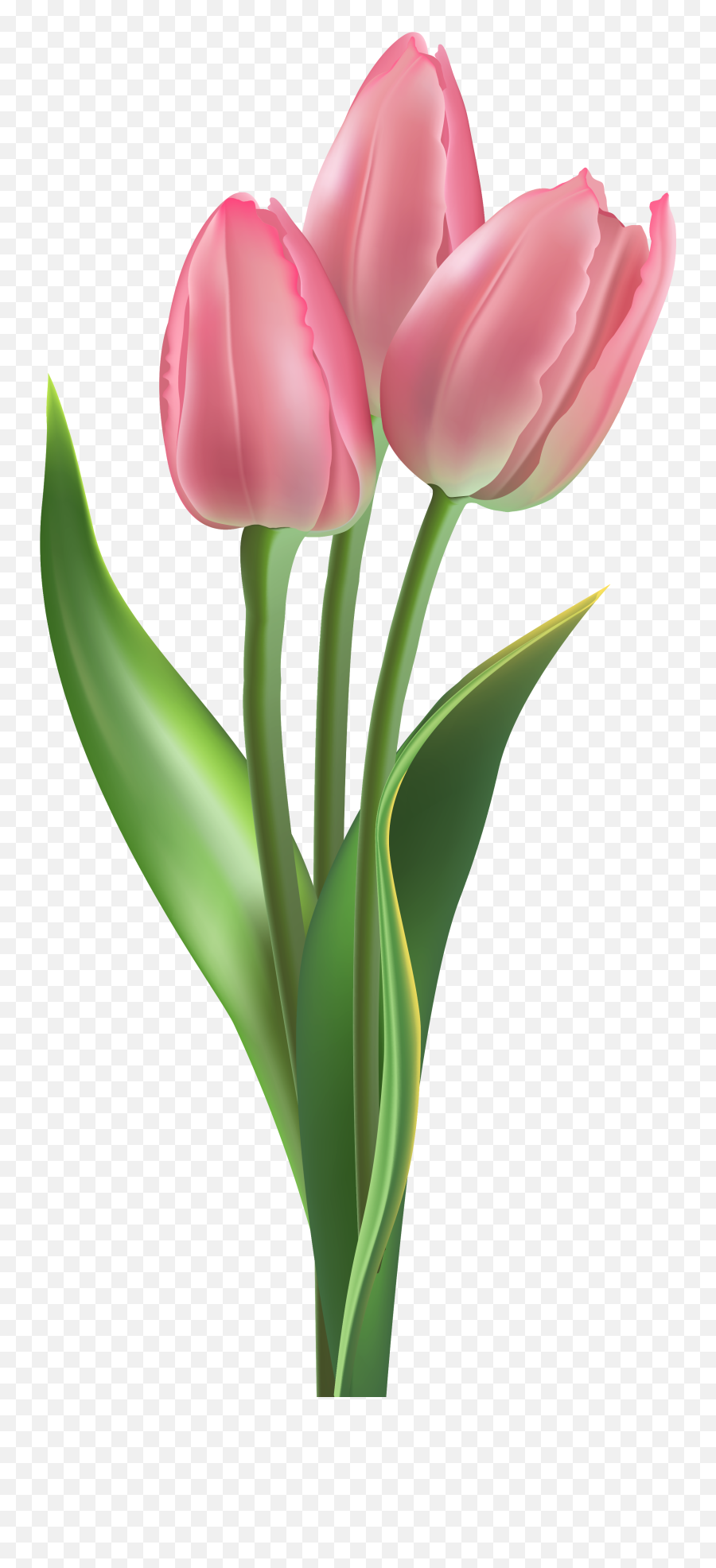 Pink Tulip Png U0026 Free Pink Tulippng Transparent Images - Tulip Png Emoji,Tulip Clipart
