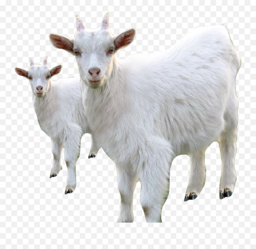 Goat Sheep Milk Livestock - Angora Goat Png Emoji,Goat Png