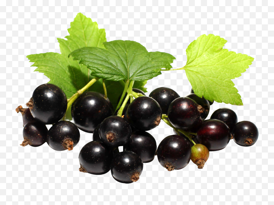 Download Currant Berries Black Bunch Free Hd Image Hq Png Emoji,Blueberries Clipart Black And White