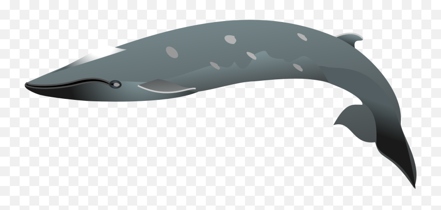 Black Dolphin Clipart Free Image - Fish Emoji,Dolphin Clipart