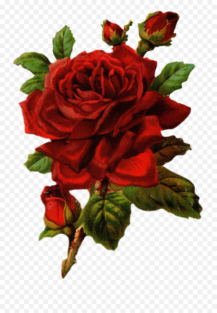Rose Png Hd Images Free Rose Clipart Download - Free Transparent Red Rose Graphic Emoji,Roses Transparent