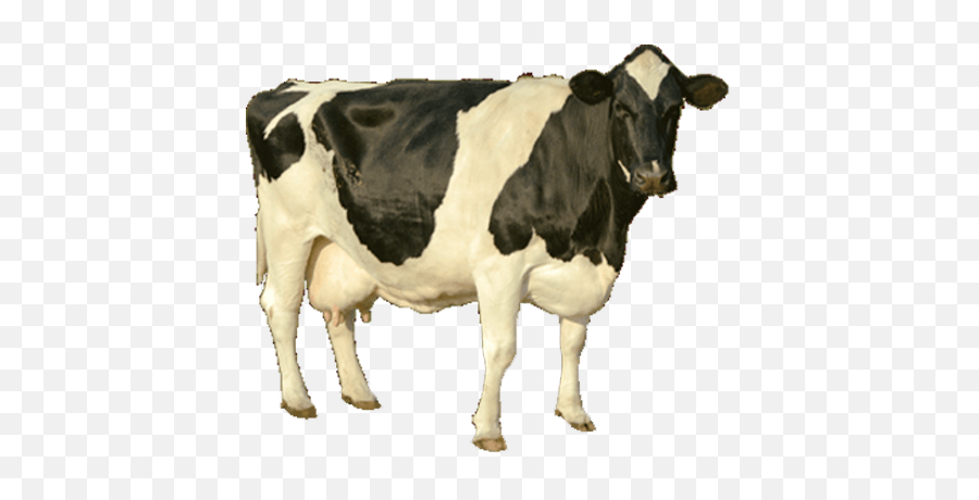 Cow Png Image - Cow Images Hd Png Emoji,Cow Png