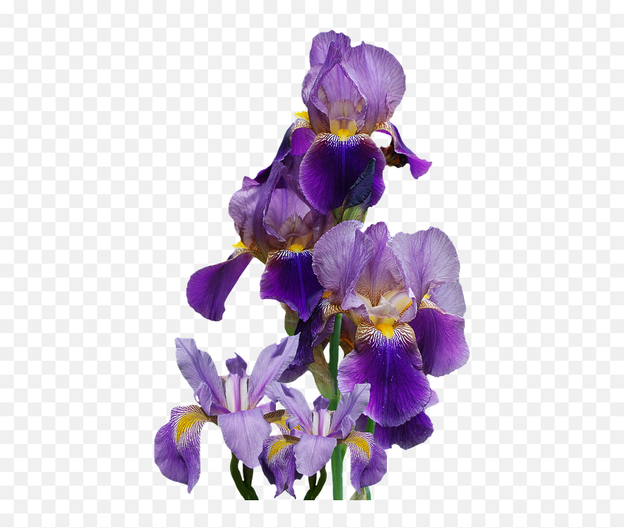 Iris Flower Nature Emoji,Iris Flower Png
