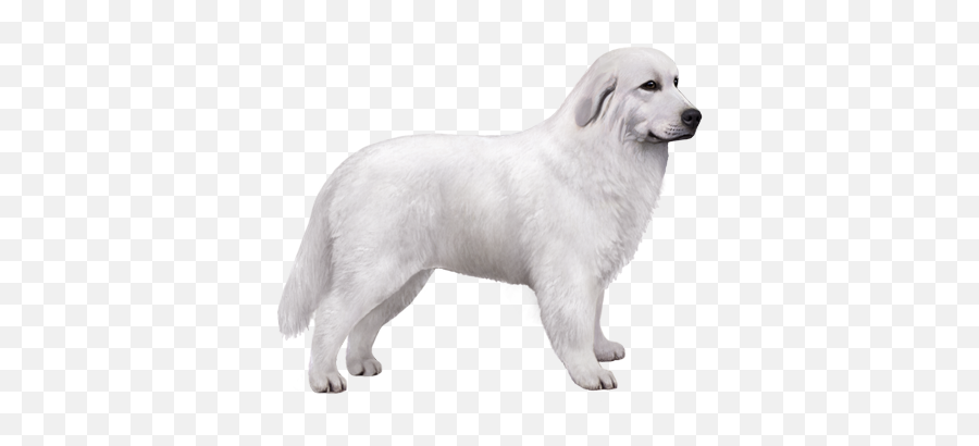 Maremma Sheepdog Facts - Wisdom Panel Dog Breeds Emoji,Sheepdog Logo