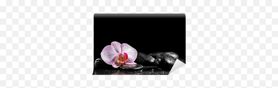 Orchid Flower With Zen Stones On Black Background Wall Mural Emoji,Orchid Transparent Background