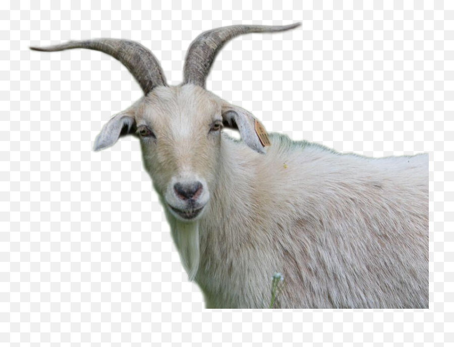 Goats Png - Goat Png Emoji,Goat Png