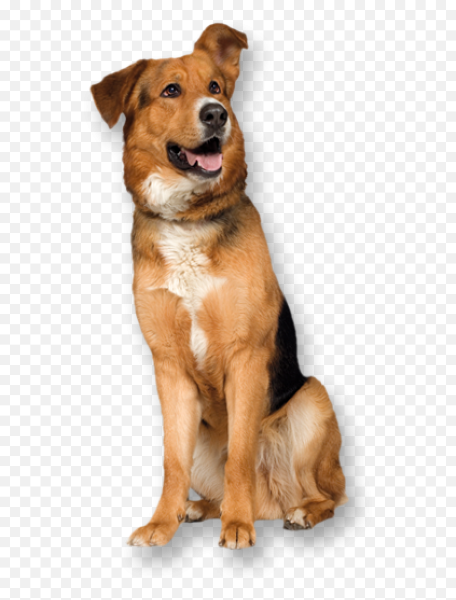 Dog Png With Pride Png Images Download Dog Png With - Collar Emoji,Dog Png
