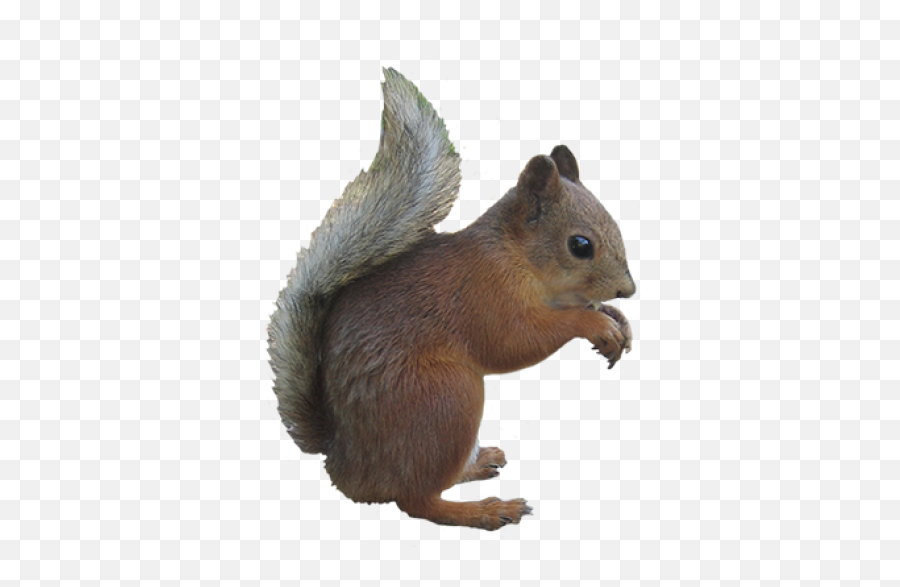 Download Hd Squirrel Png Download Png Image With - Realistic Squirrel Clip Art Emoji,Squirrel Transparent Background