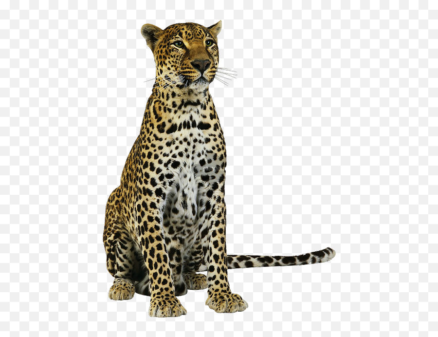Pin By Pngsector On Tiger Free Png Images In 2019 - Amur Transparent Background Leopard Png Emoji,Tiger Transparent Background