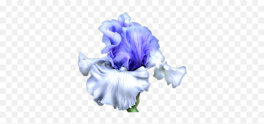 Iris Painting Floral Watercolor Emoji,Iris Flower Png