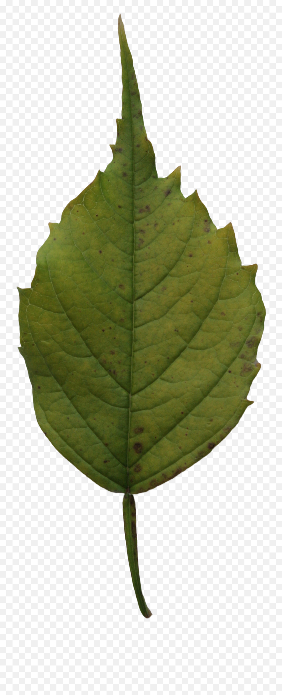 Dark Yellow Leaf Free Cut Out People Trees And Leaves Emoji,Green Leaf Png